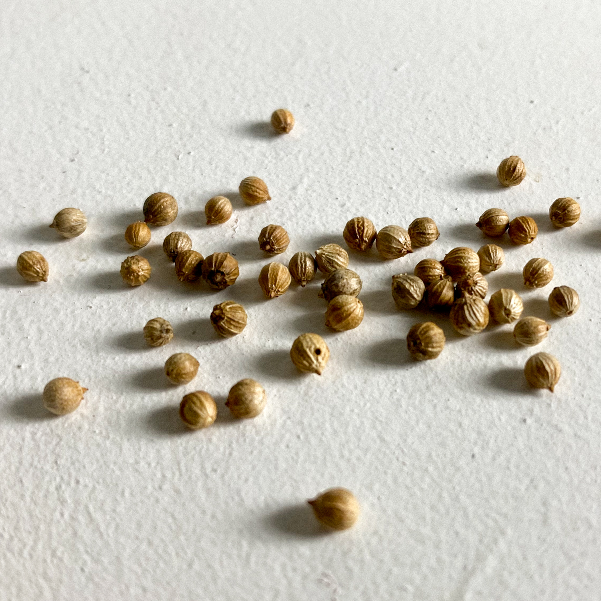 Koriander zaden van de Makkelijke Moestuin