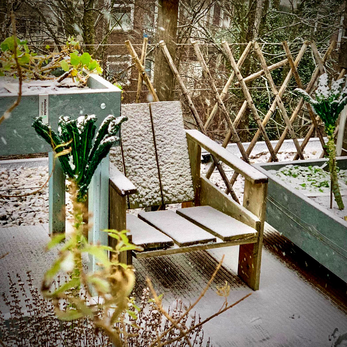 Palmkool in de sneeuw in de Makkelijke Moestuin