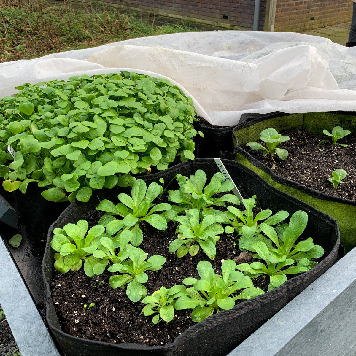 Wintergroentes in januari: groeien vrolijk door onder een Makkelijke Moestuin muts.