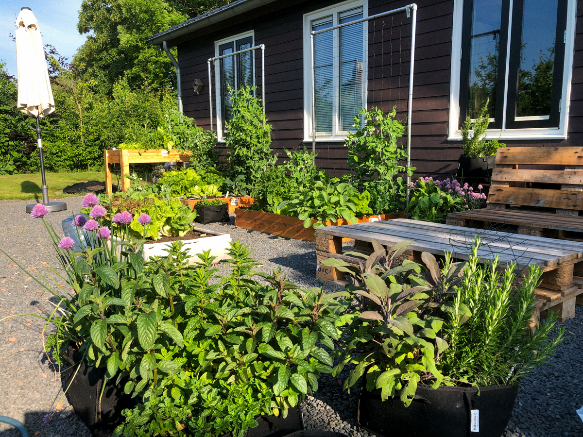 Makkelijke Moestuin kantoor tuin na 4 maanden