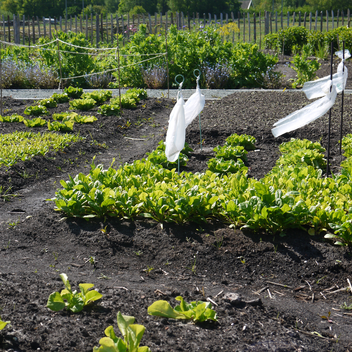 Spring in a traditional vegetable garden with rows of raised beds