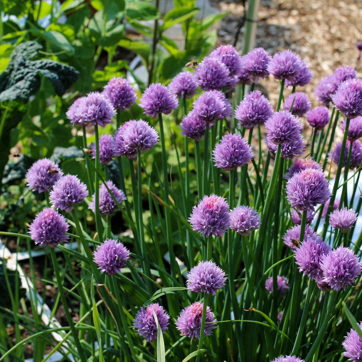 Bloemen van bieslook zijn echte bijenlokkers