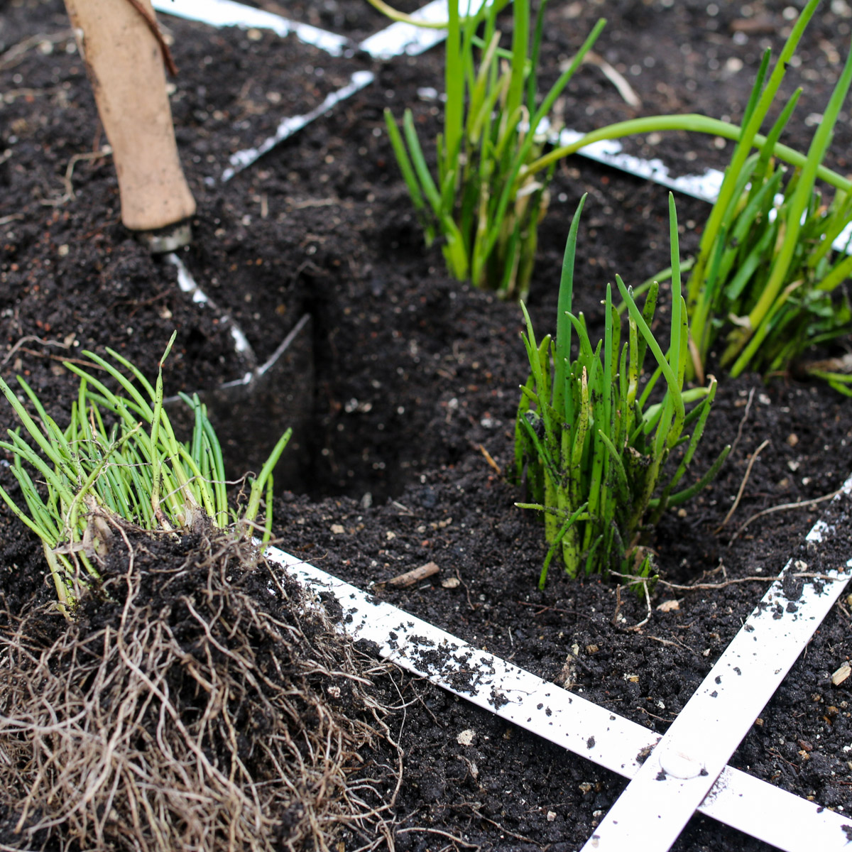 Vier kersverse bieslookplantjes in een vak