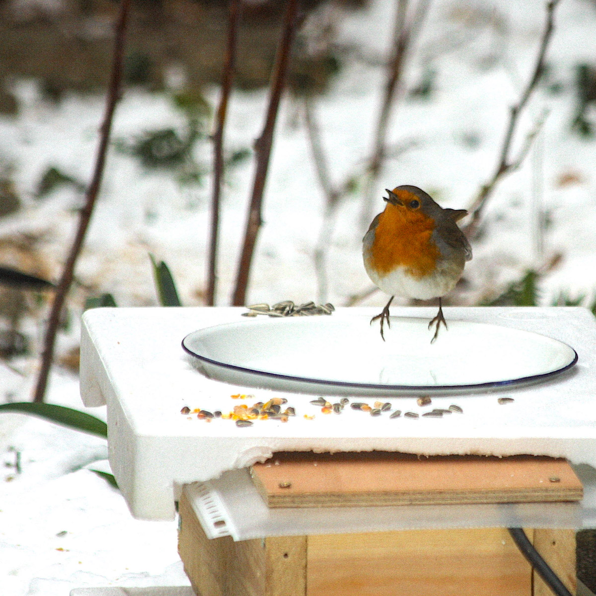 Waterbakje in de tuin tijdens vorstperiode voor de vogels