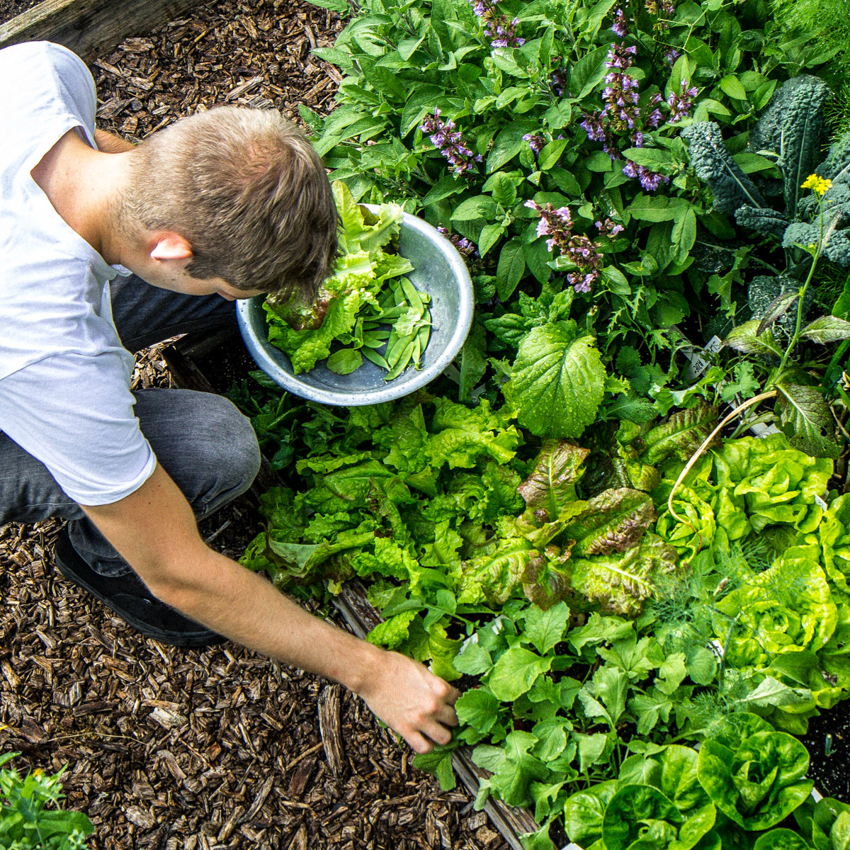 Veel en gevarieerd oogsten: dat is het doel van een Makkelijke Moestuin