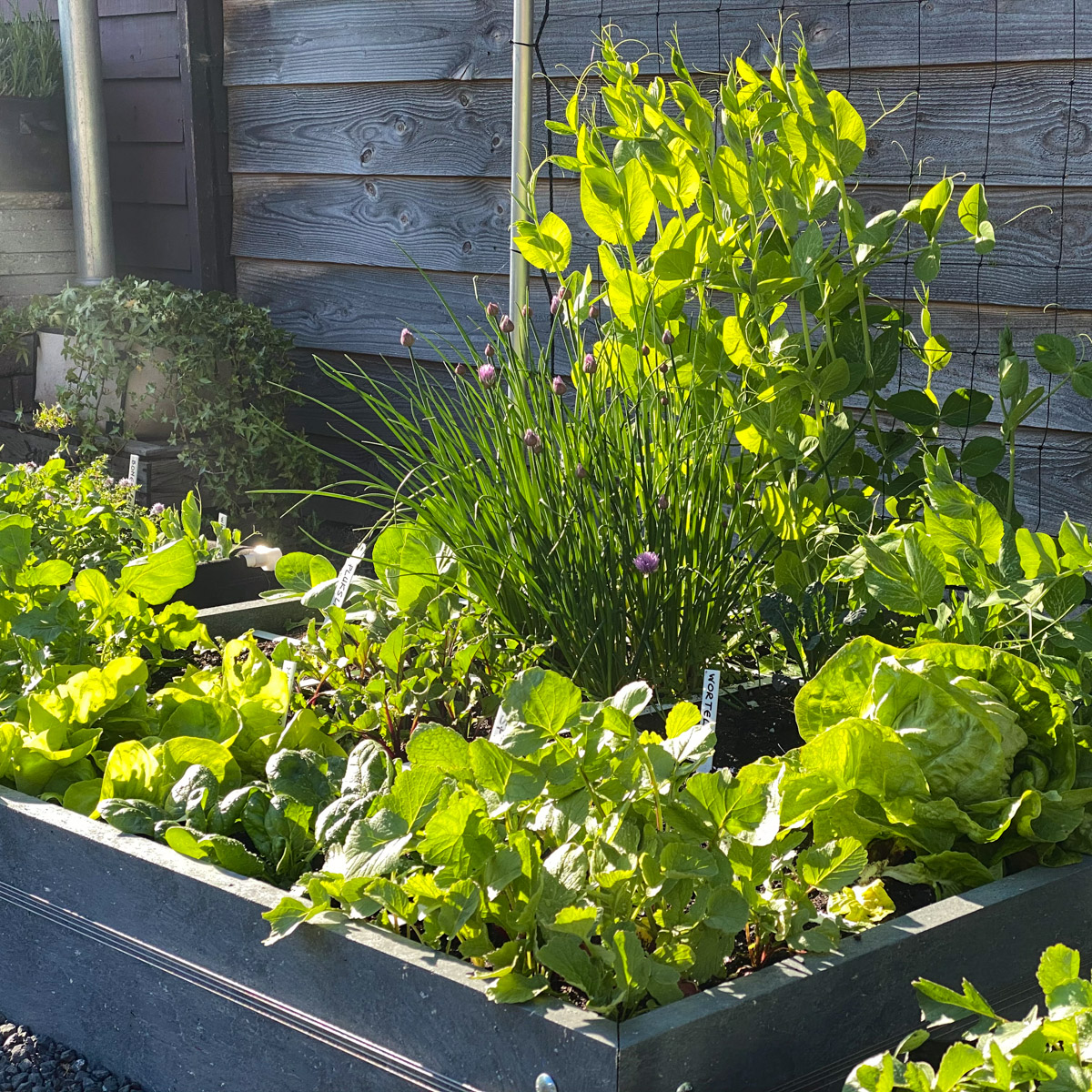 Propvolle Makkelijke Moestuinbak: een echt productie fabriekje
