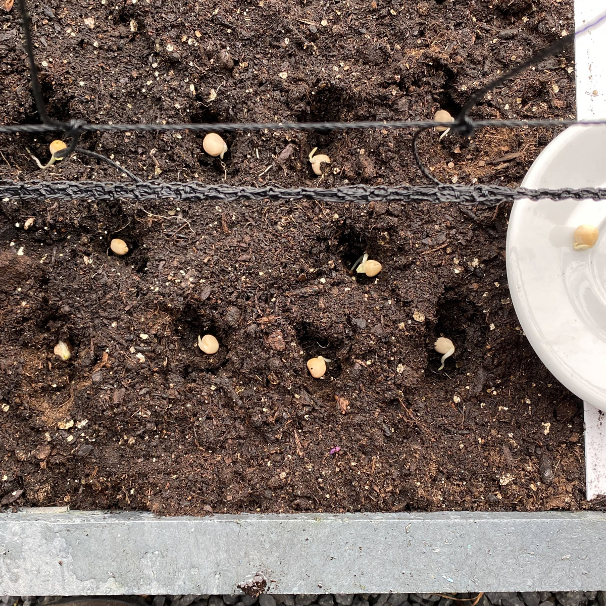 Snow peas sown beside the trellis
