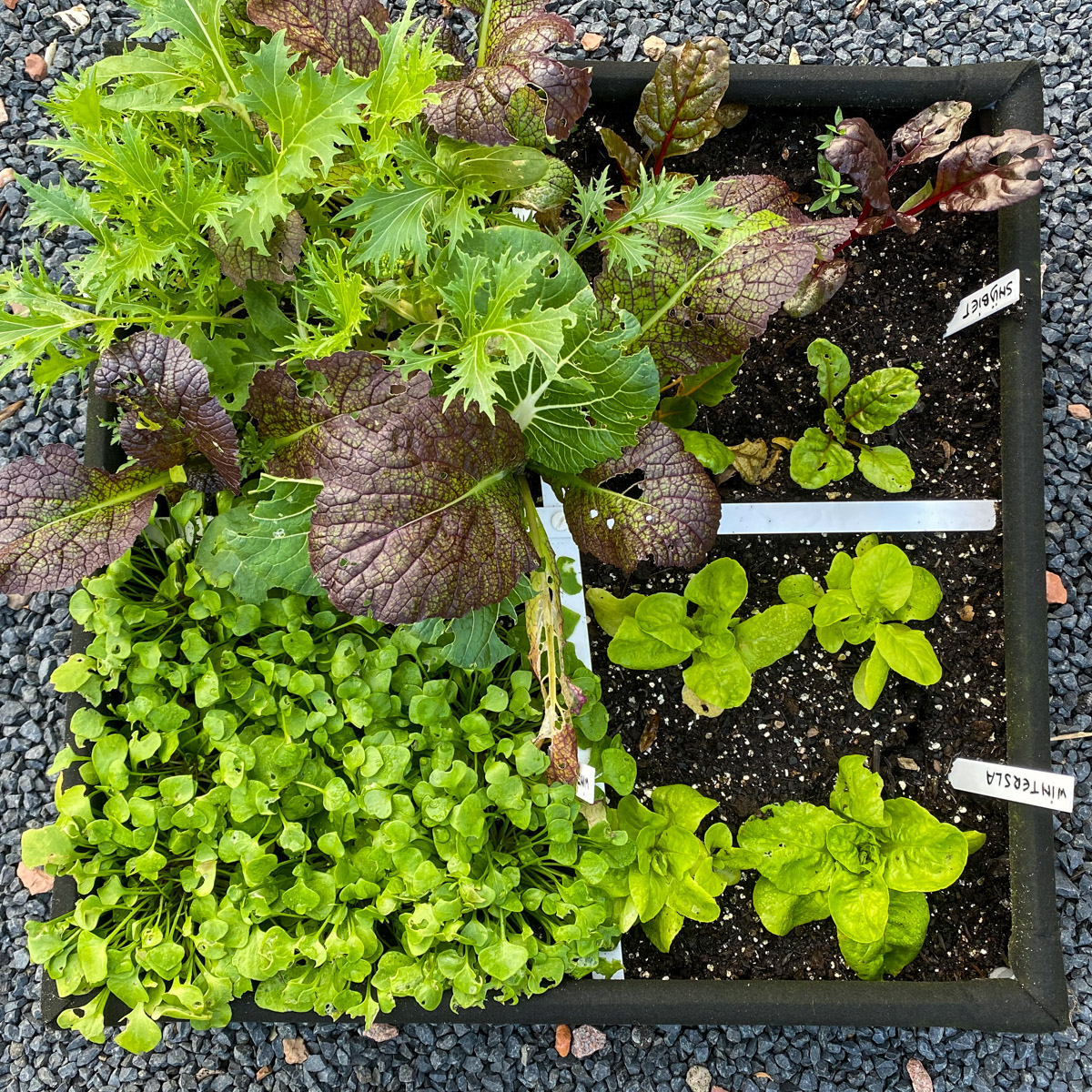 Makkelijke Moestuin airbak: half november