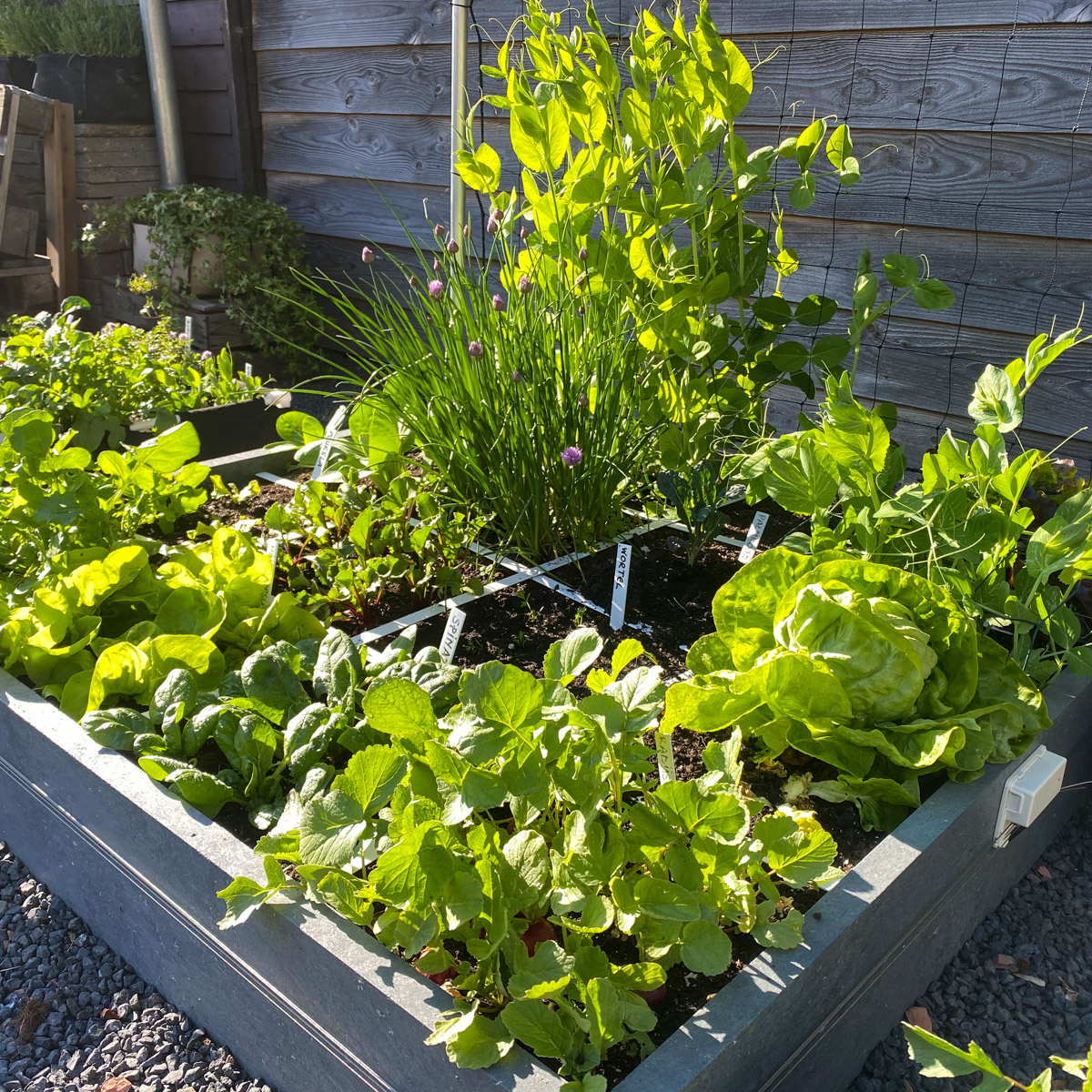 Begin mei 2020 Makkelijke Moestuin bak