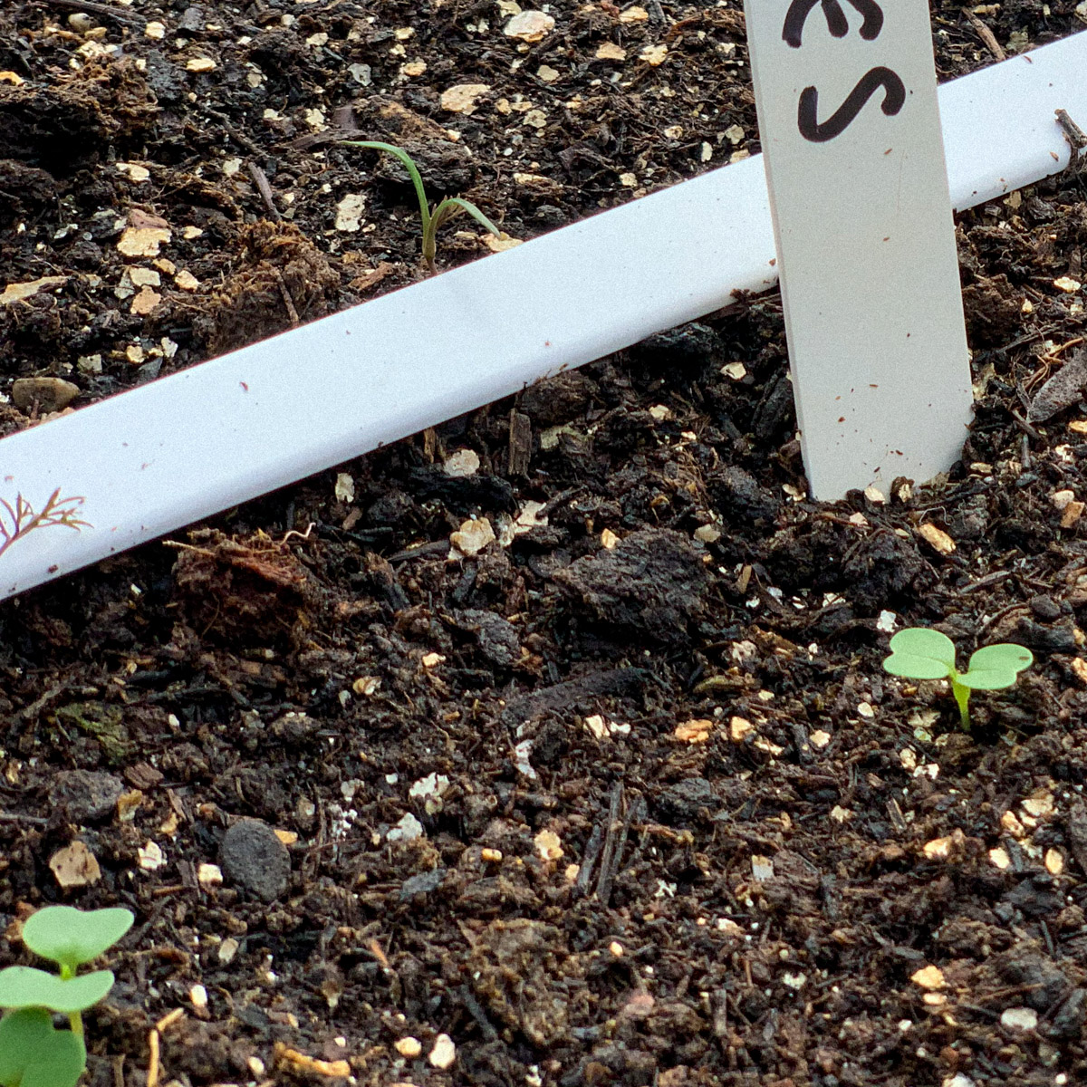 De eerste zaailingen in de Makkelijke Moestuin Airbak