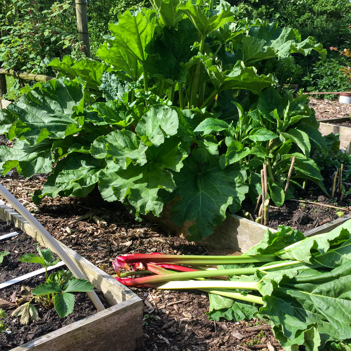 Rabarber: snel te groot voor een Makkelijke Moestuinbak