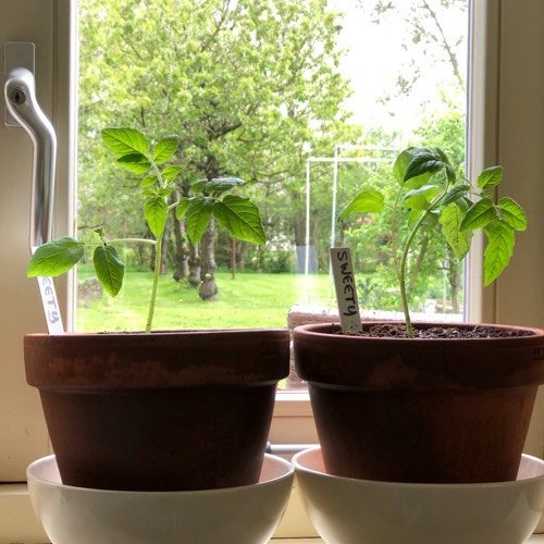 Tomatenplantjes op de vensterbank