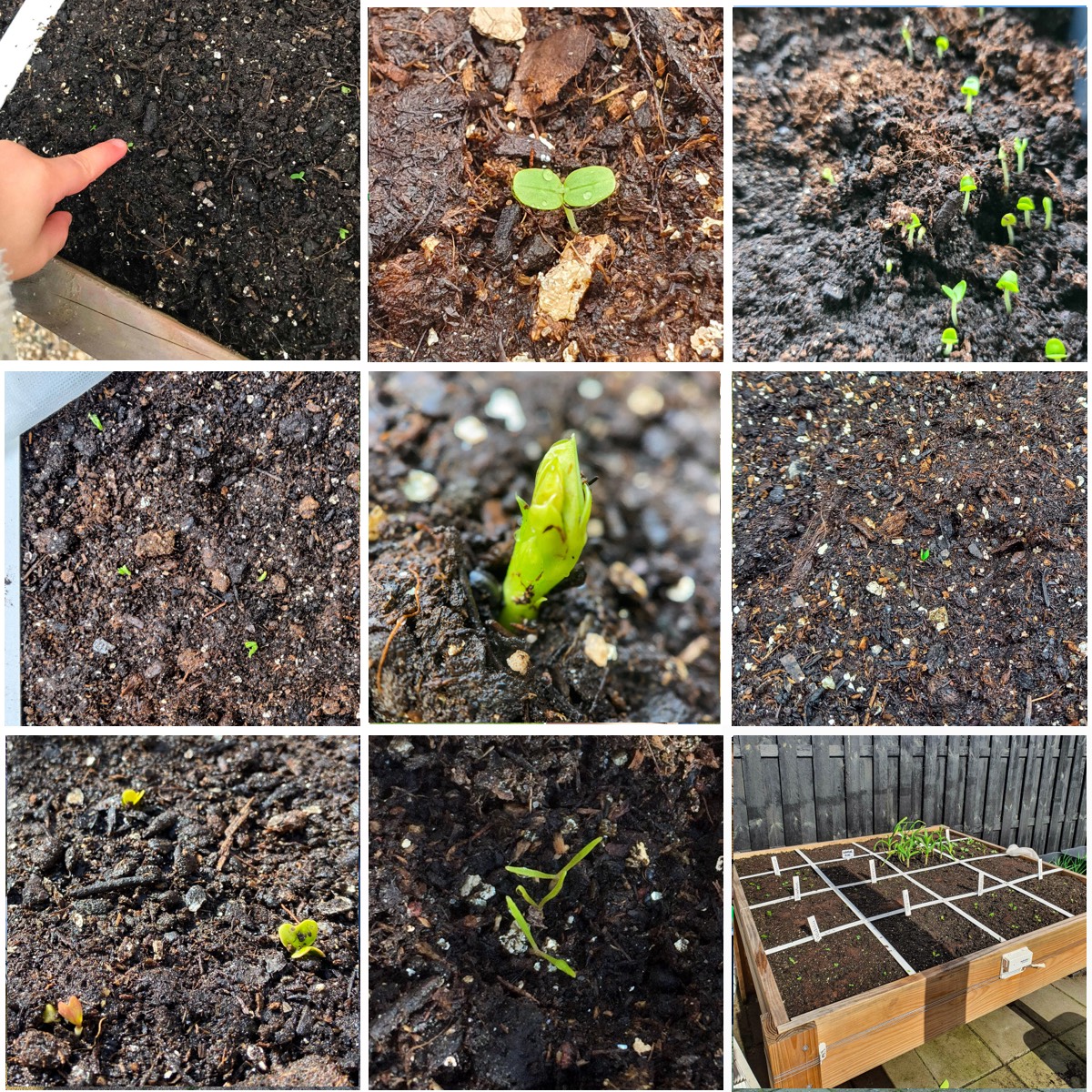 Zaailingen half maart op de Makkelijke Moestuin community