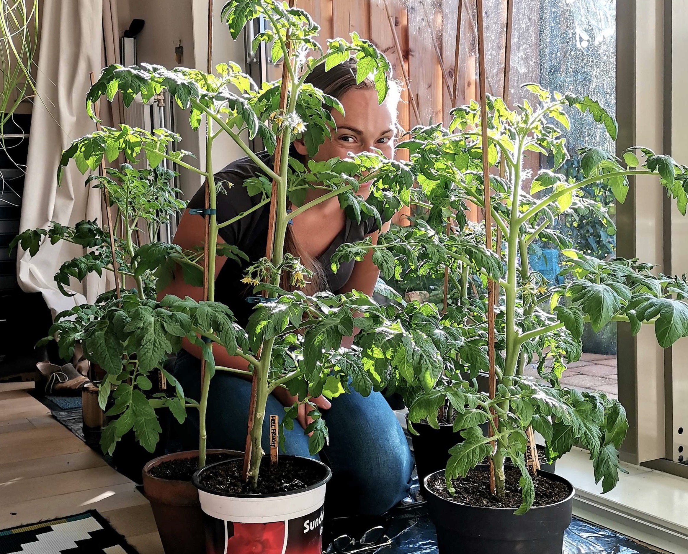 Te vroeg binnen voorzaaien geeft veel te grote planten