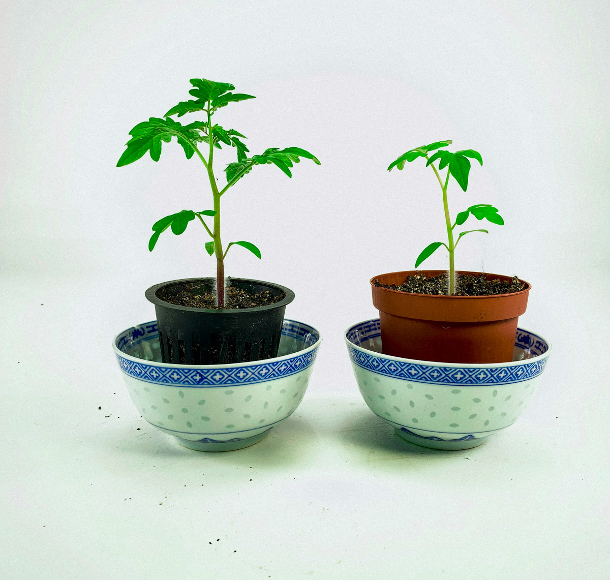 Seedling in an Airpot compared with one in an ordinary pot