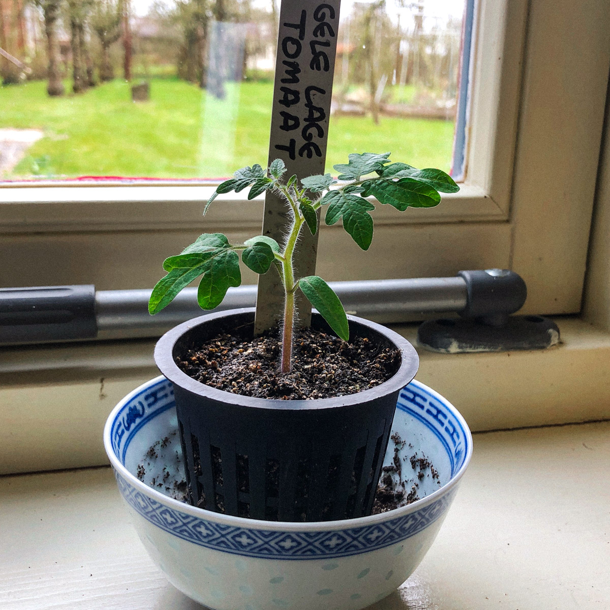 Young Yellomato seedling growing on a windowsill