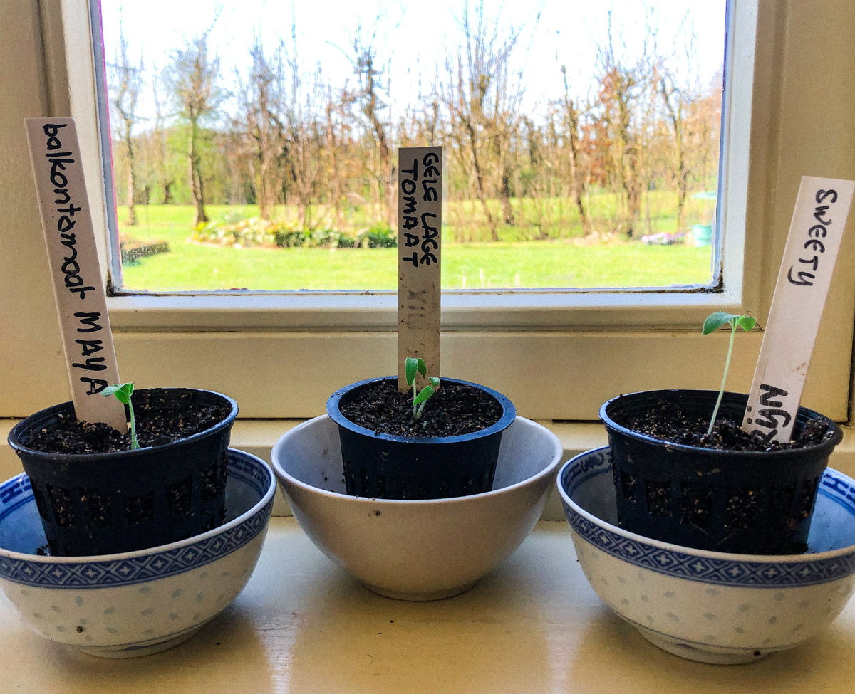 Small tomato seedlings growing on a bright windowsill