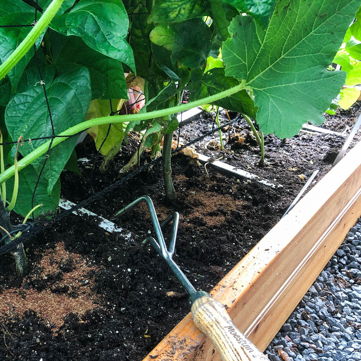 Geef grote zomergroentes elke 6-8 weken wat extra Makkelijke Moestuinvoeding