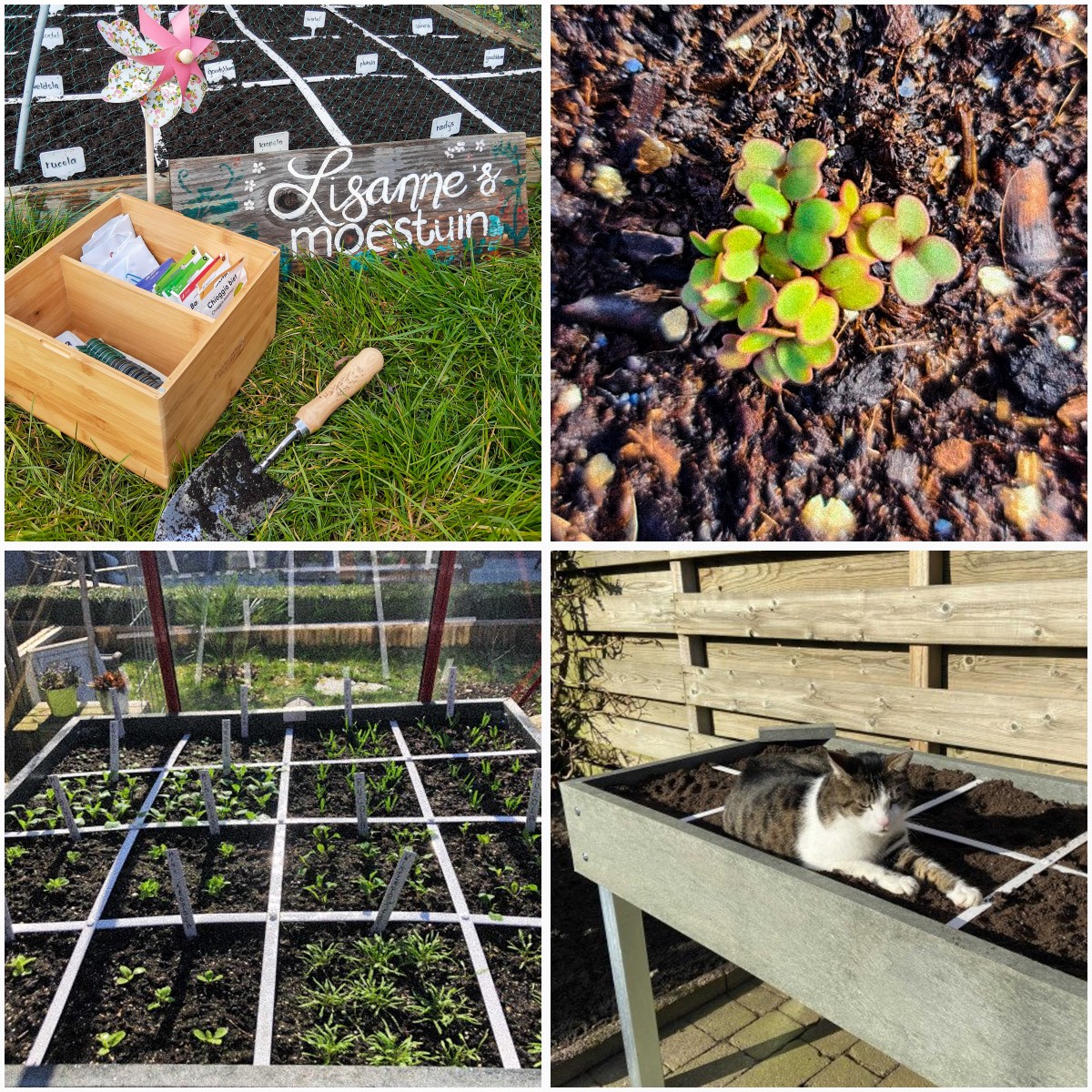 Posts van Makkelijke Moestuinders op de community