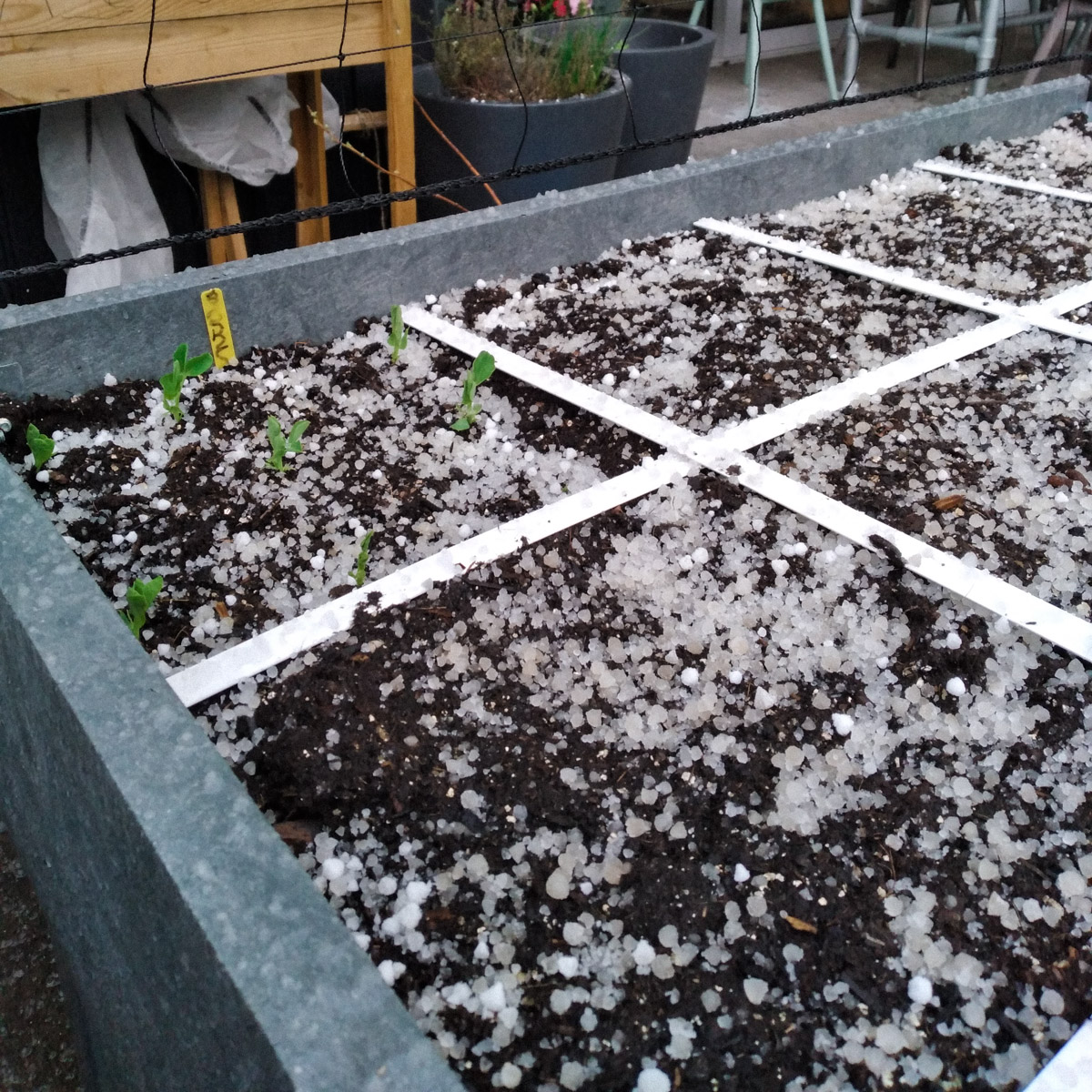 Eind maart: hagel in de Makkelijke Moestuinbak