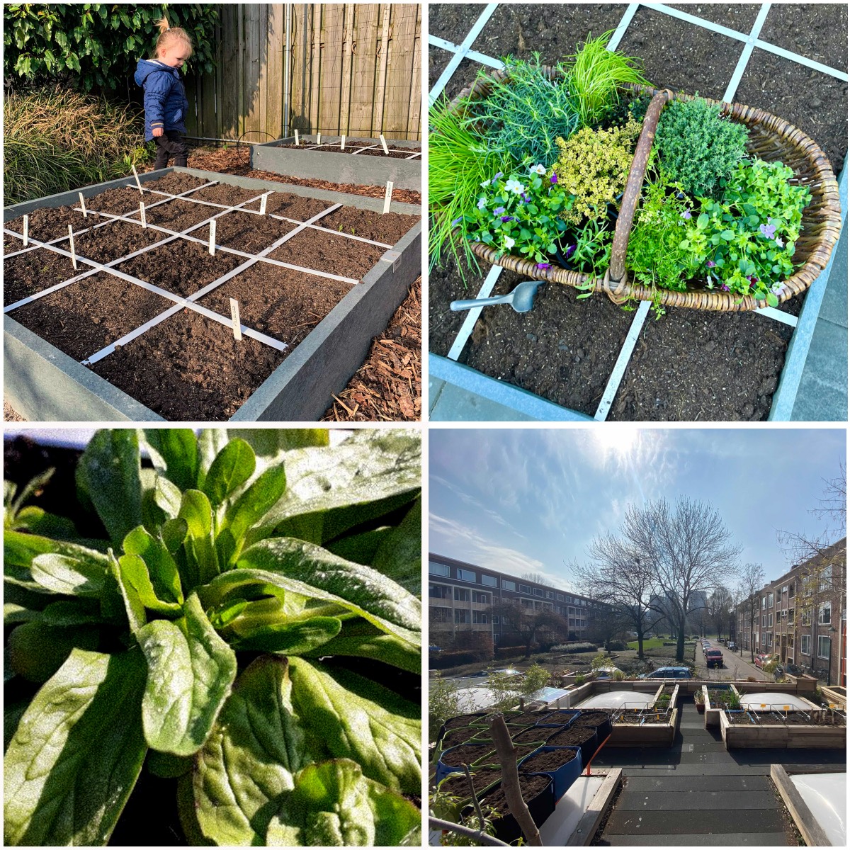 Posts uit de Makkelijke Moestuin community: eind maart
