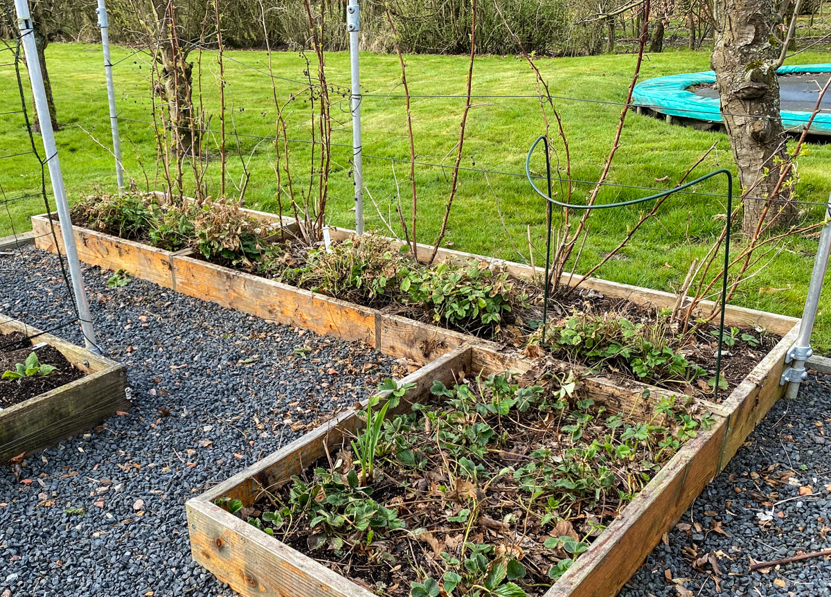 Aardbeien en frambozen in moestuinbak