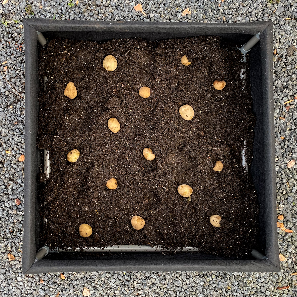 Seed potatoes on the bottom of an MM-Airbak