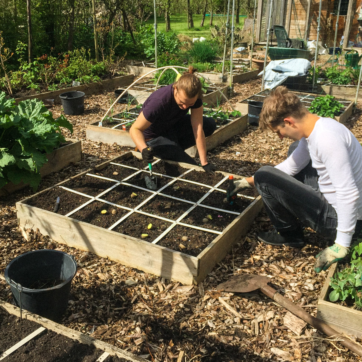 Growing lots of potatoes in a Planty Garden