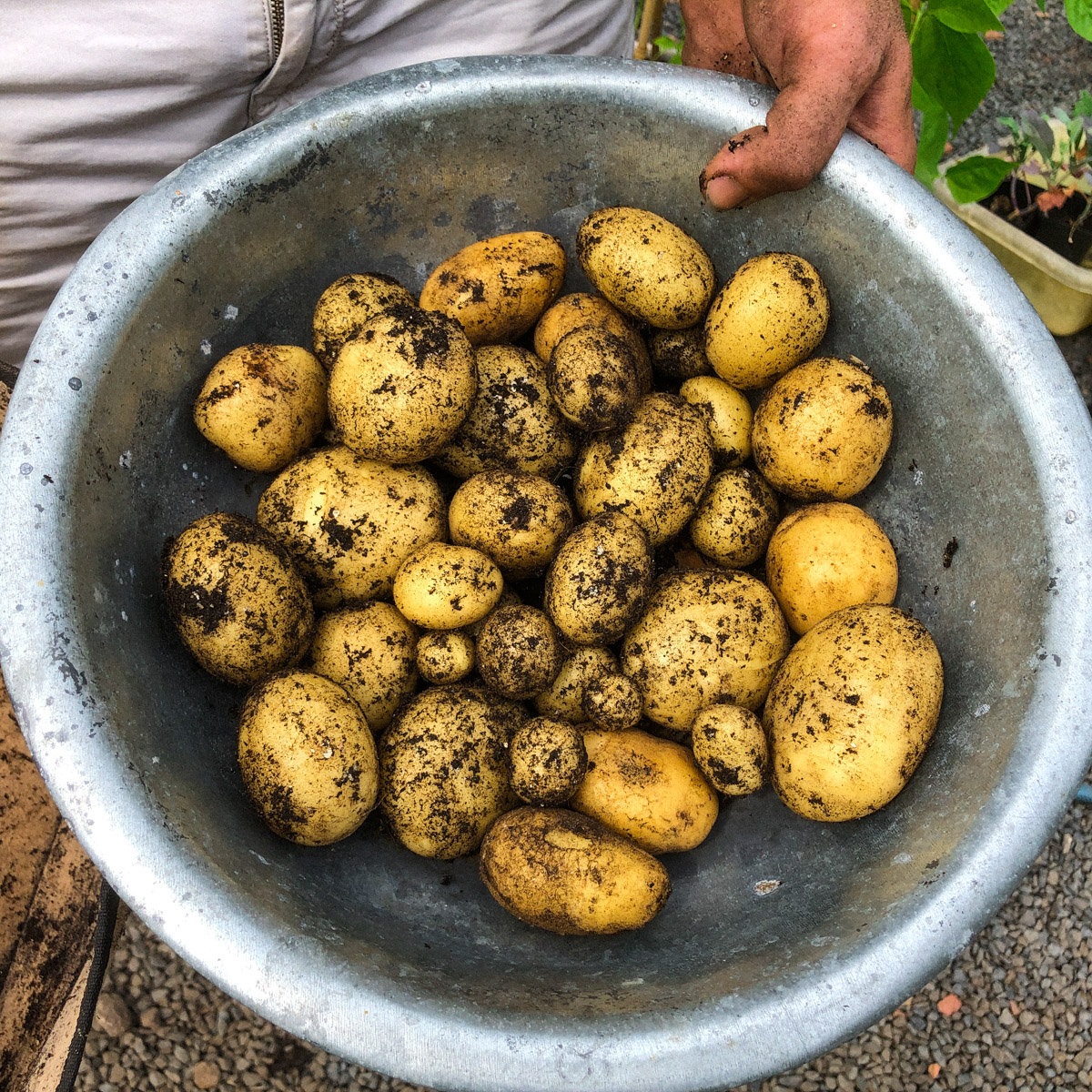 Harvest potatoes from one MM-Mini
