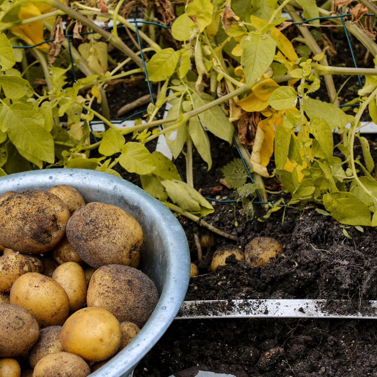 When potato plants turn yellow it's time to harvest