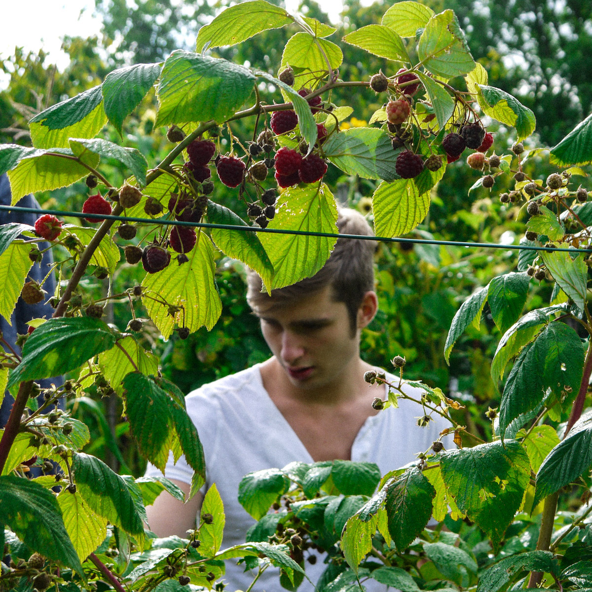 Harvesting raspberries in my Makkelijke Moestuin