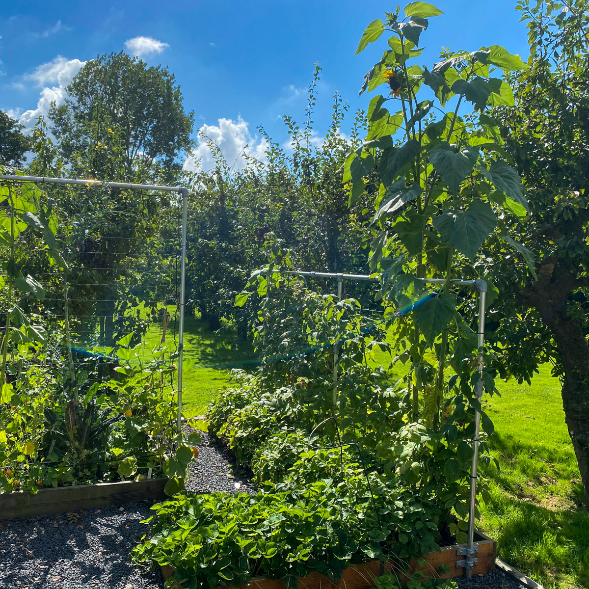 Our fruit garden boxes in August 2020 in the Makkelijke Moestuin