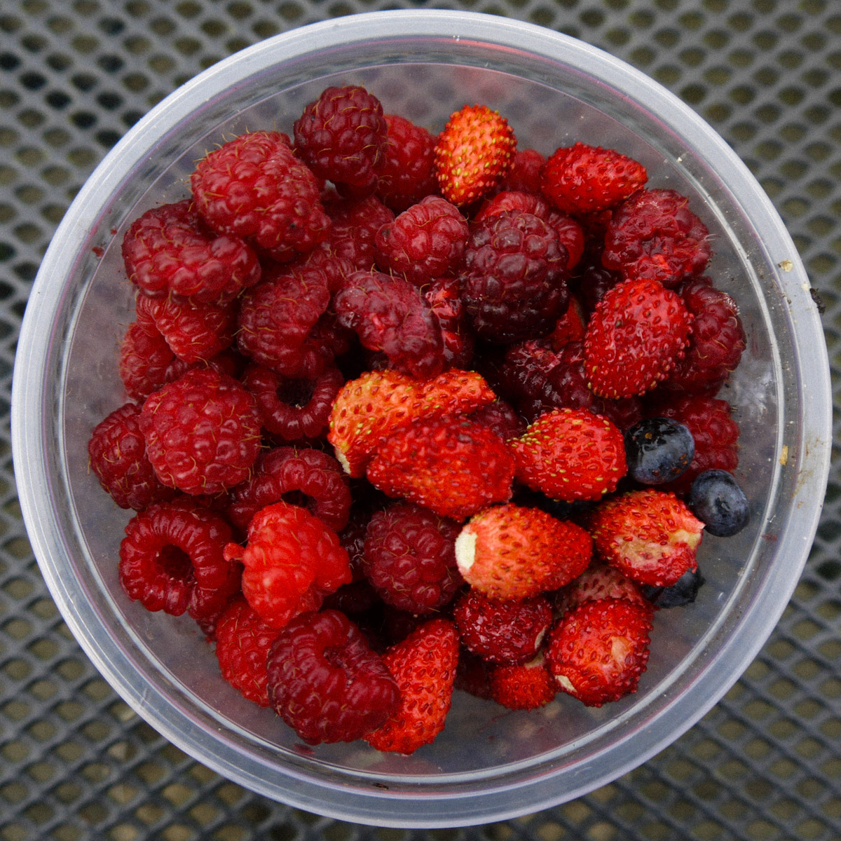 A raspberry and wild strawberry harvest
