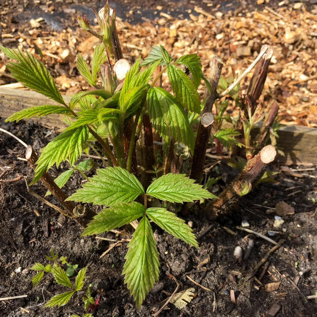 Raspberry plants trimmed back for the winter in the Makkelijke Moestuin