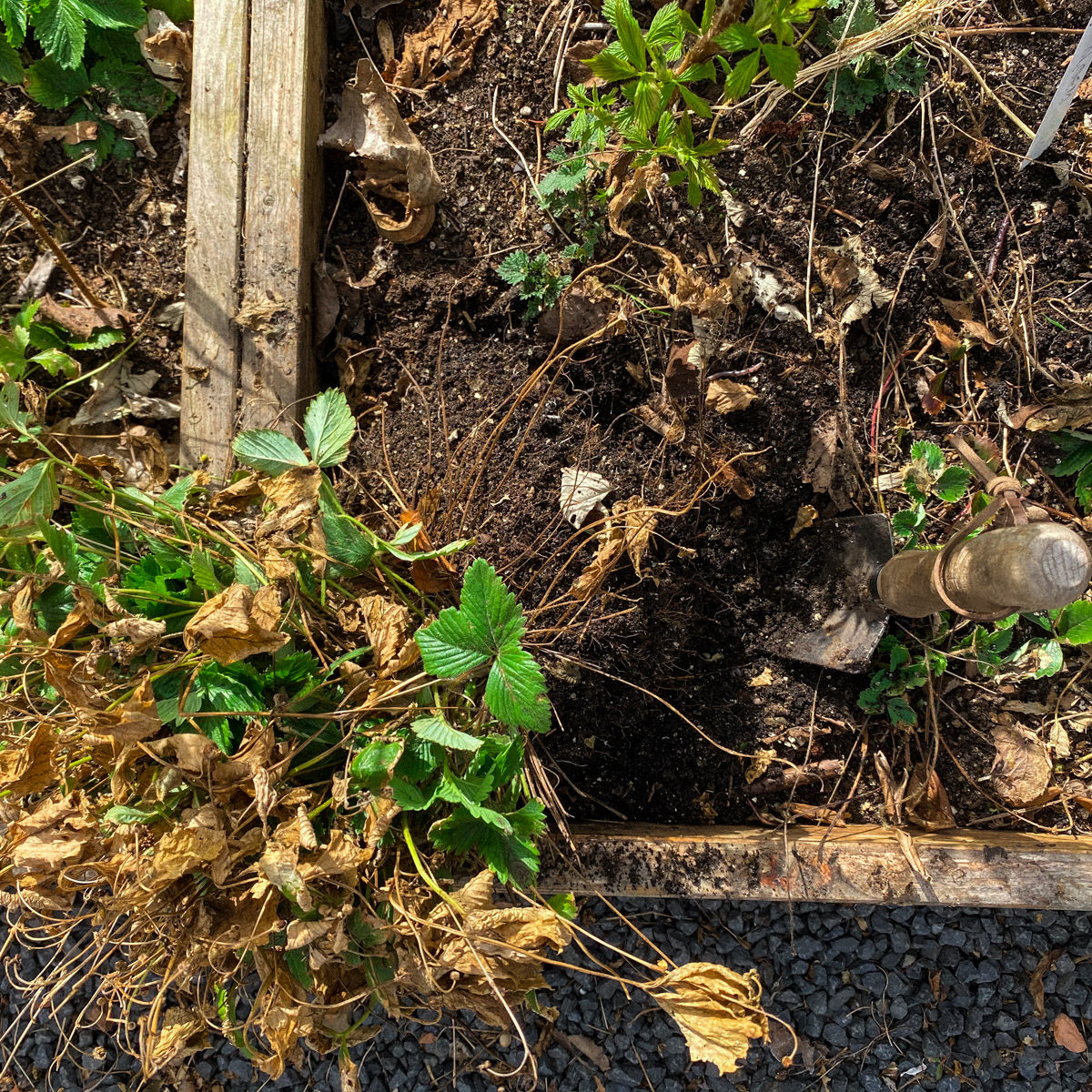 Remove the strawberry plants from the garden box to prepare it for the new season