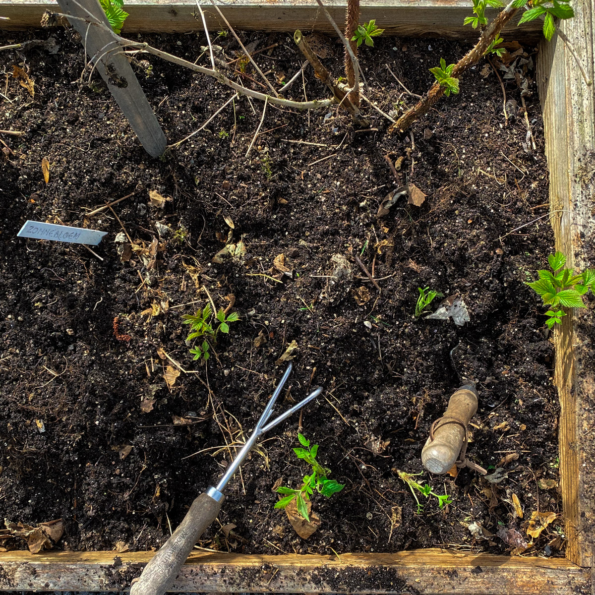Removing raspberry plant offshoots in the spring Makkelijke Moestuin