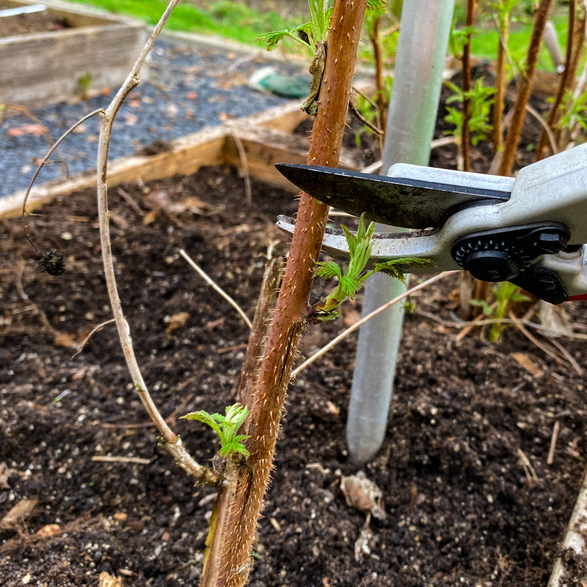 Prune back the raspberry plant just above a young branch in the spring