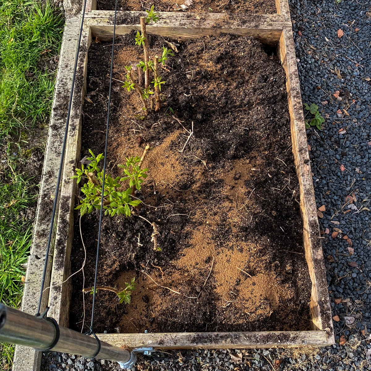 Adding nutrients to the soil mix to prepare it for the new season
