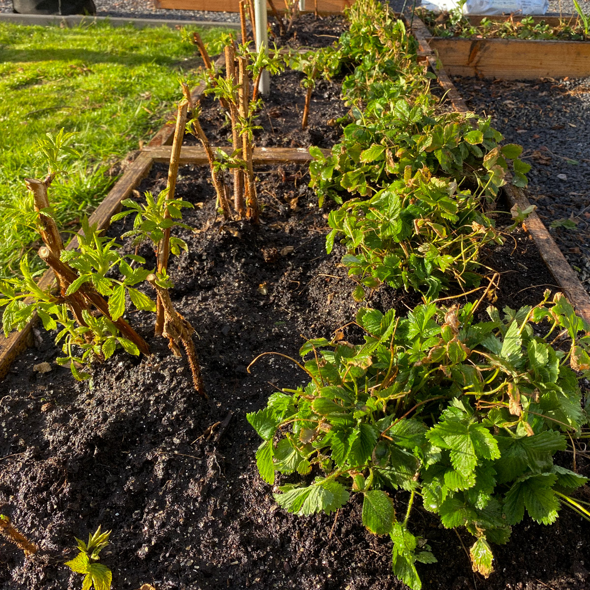 Left: the pruned raspberries. Right: the wild strawberries