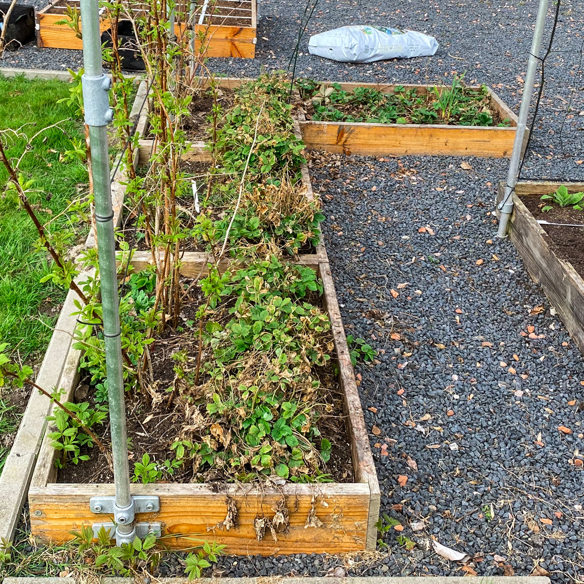 Messy garden boxes in the spring in our Makkelijke Moestuin