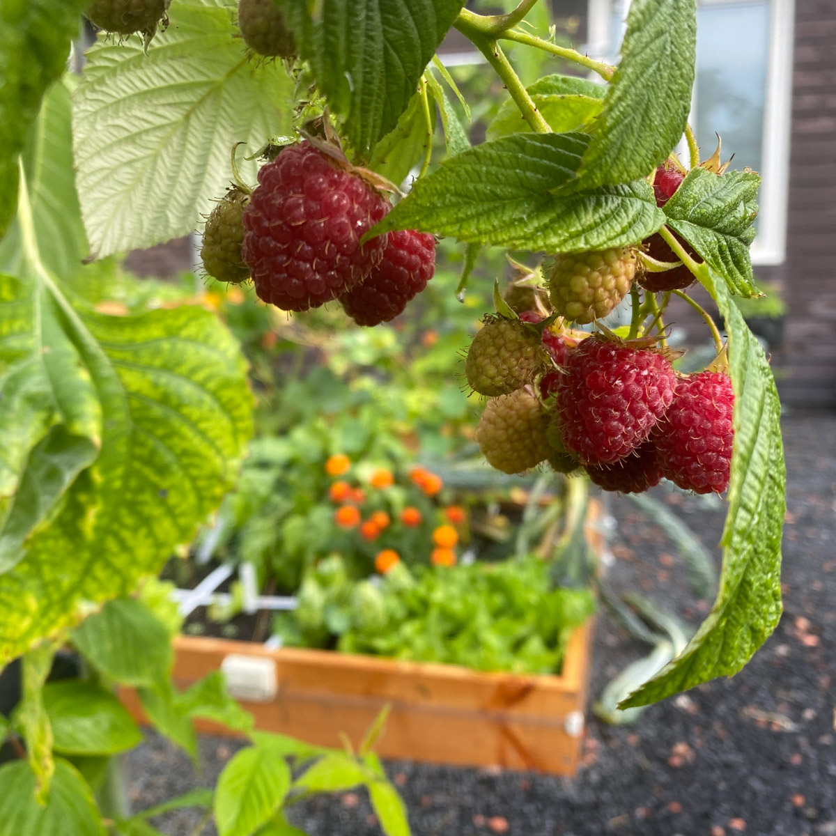 Frambozen in een Makkelijke Moestuinbak