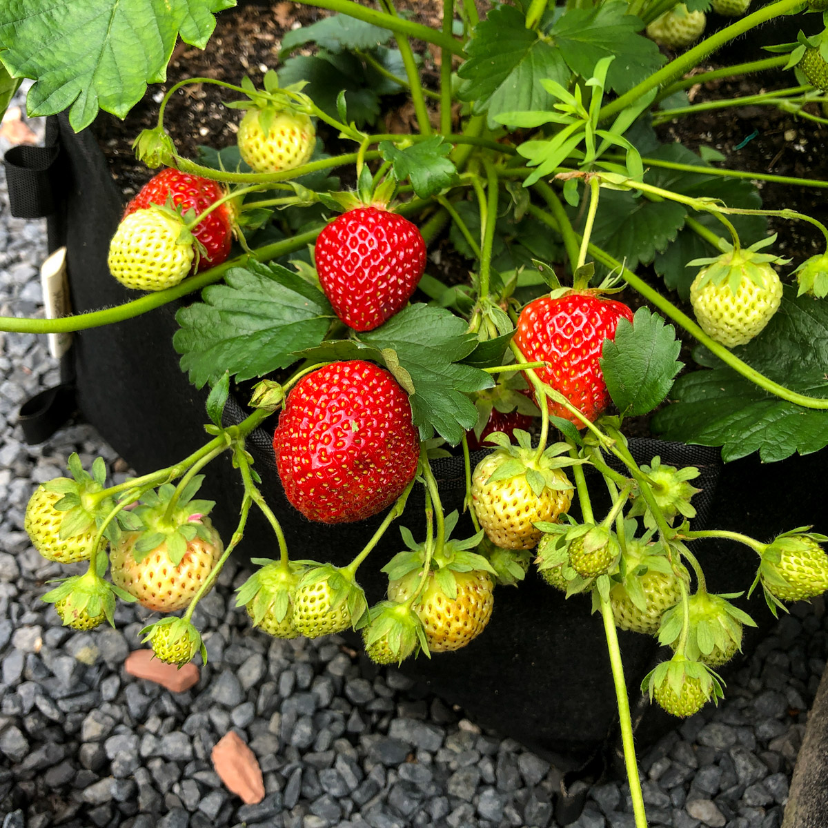 Gezonde aardbeienplant in een Makkelijke Moestuin-mini