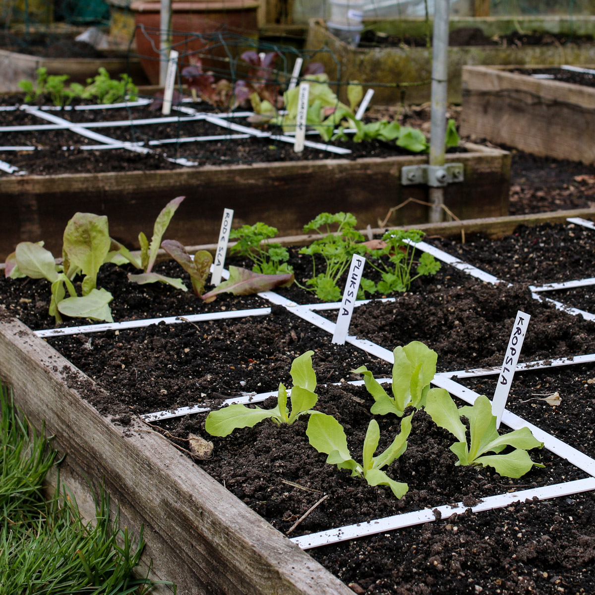 Begin april: mijn Makkelijke Moestuinbakken worden groen!