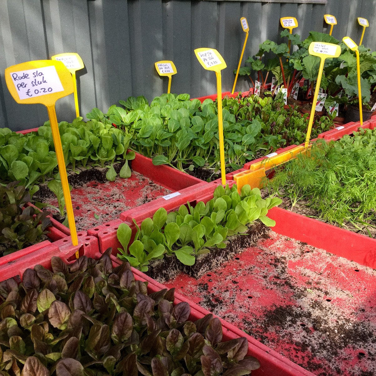 Begin april: groenteplantjes in het plaatselijke tuincentrum