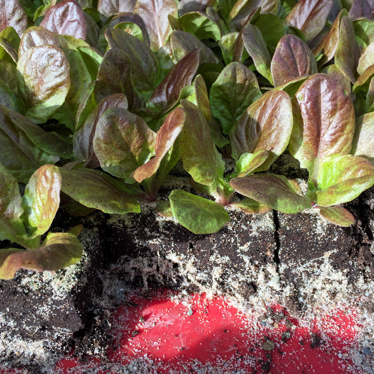 Rode slaplantjes uit het tuincentrum