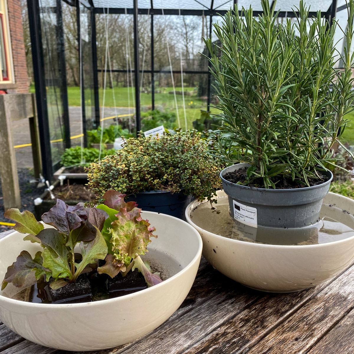 Maak de wortelkluiten van gekochte plantjes eerst goed nat voordat je ze plant
