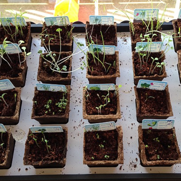 Resultaat AH moestuintjes 2015