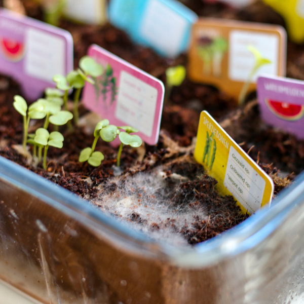 Mijn AH moestuintjes 2016 op de vensterbank