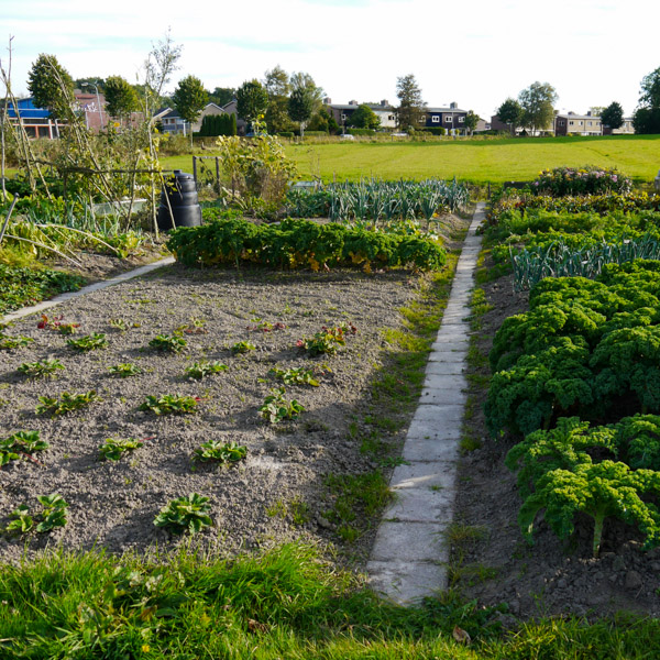 Volkstuin of traditionele moestuin