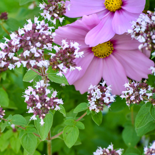 Cosmea en wilde marjolein